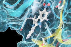 Enzyme GSK3B complexée avec un inhibiteur
