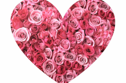Coeur rose