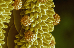Cliché de cryo-microscopie électronique d'un pollen