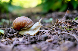 Escargot