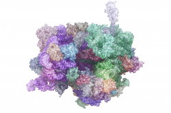 Ribosome