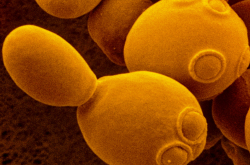 Cliché de microscopie électronique de la levure Saccharomyces cerevisiae