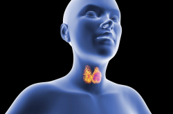 Illustration de la thyroïde