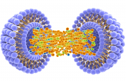 Nanomédicament dans lequel un principe actif est encapsulé dans un liposome