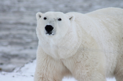 Photo d'un ours polaire