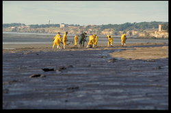 Photo du nettoyage des plages de la Bernerie-en-Retz après la marée noire de l'Erika