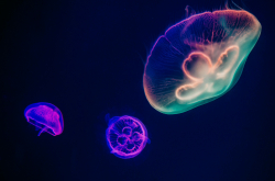 Photo de méduses luminescentes