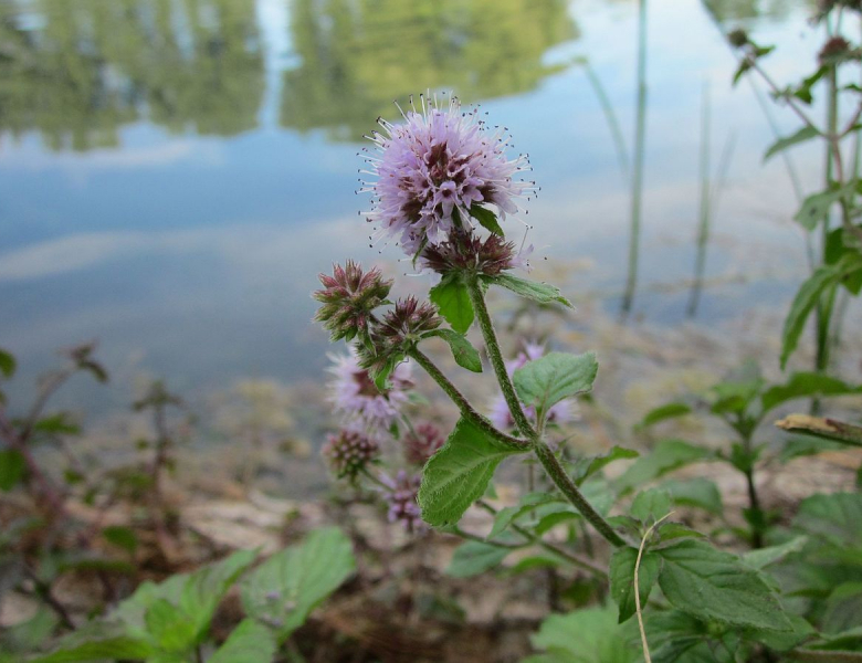 Photo de menthe aquatique