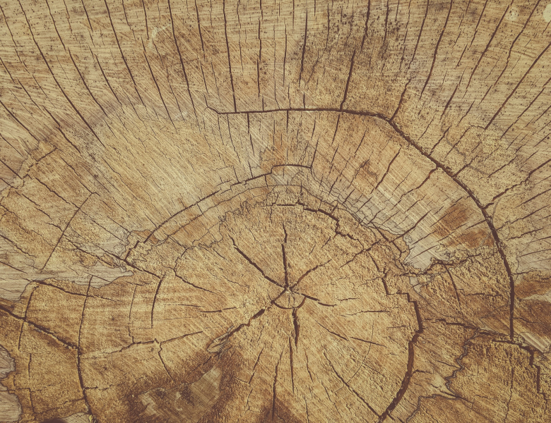 Coupe d'un tronc d'arbre