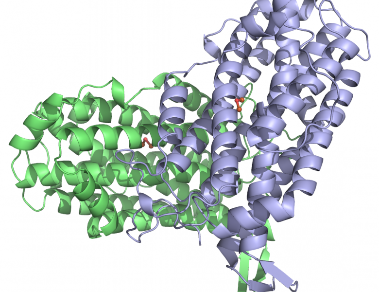 Sous-unité R2 de la ribonucléotide réductase de E. Coli
