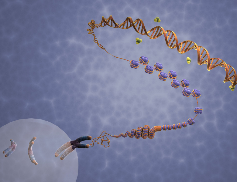 Compaction de l'ADN en chromosomes via les histones