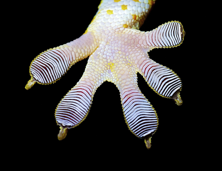 Patte de gecko Tokay