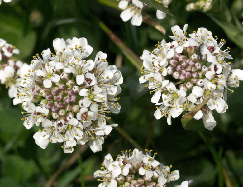 Noccaea caerulescens