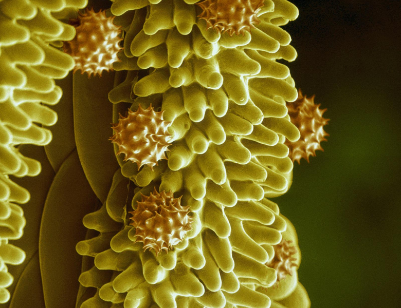 Cliché de cryo-microscopie électronique d'un pollen
