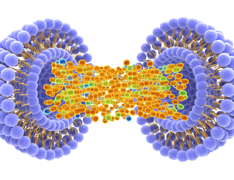 Nanomédicament dans lequel un principe actif est encapsulé dans un liposome